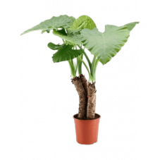 alocasia macrorrhiza 120 cm