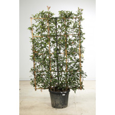 espalier hauteur 175 cm - largeur 80 cm - pot de 25 litres