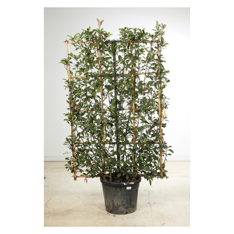 espalier hauteur 175 cm - largeur 80 cm - pot de 25 litres