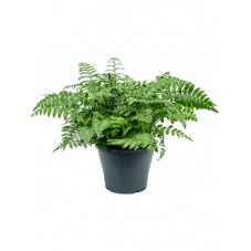 fougère asplenium parvati