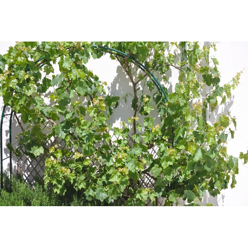 Vitis (vigne de table) Vitis (vigne de table)