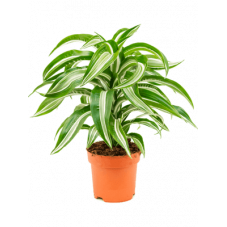 dracena jade jewel