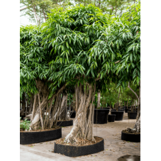 ficus alii - grande taille...