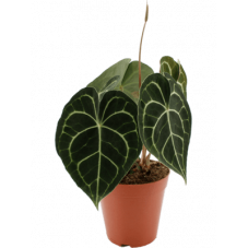 Anthurium clarinervium