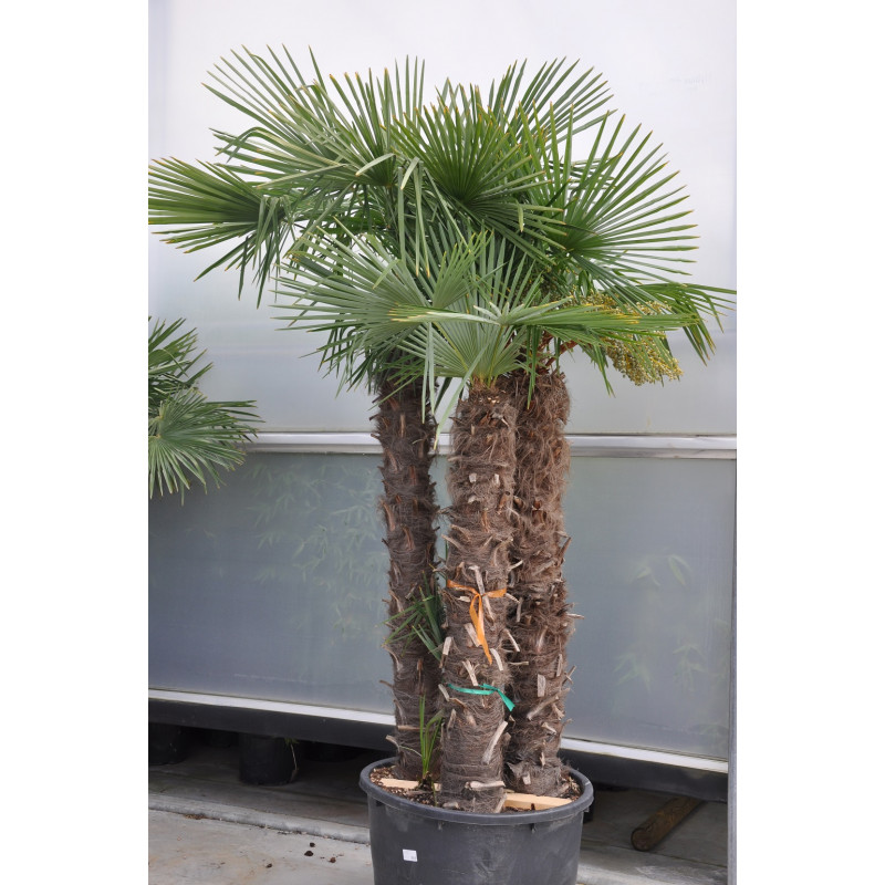 Trachycarpus, Palmier chanvre : plantation, culture et entretien