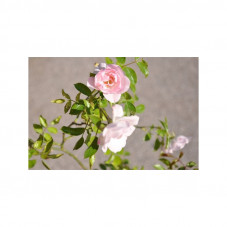 Rosier pleureur rose - New...