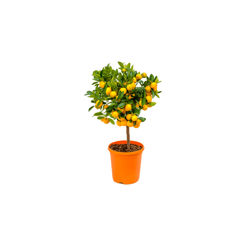 citrus calamondin 70 cm pot diam 23 cm citrus calamondin 70 cm pot diam 23 cm