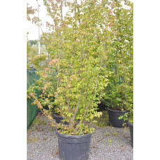 Arbre de fer - parrotia