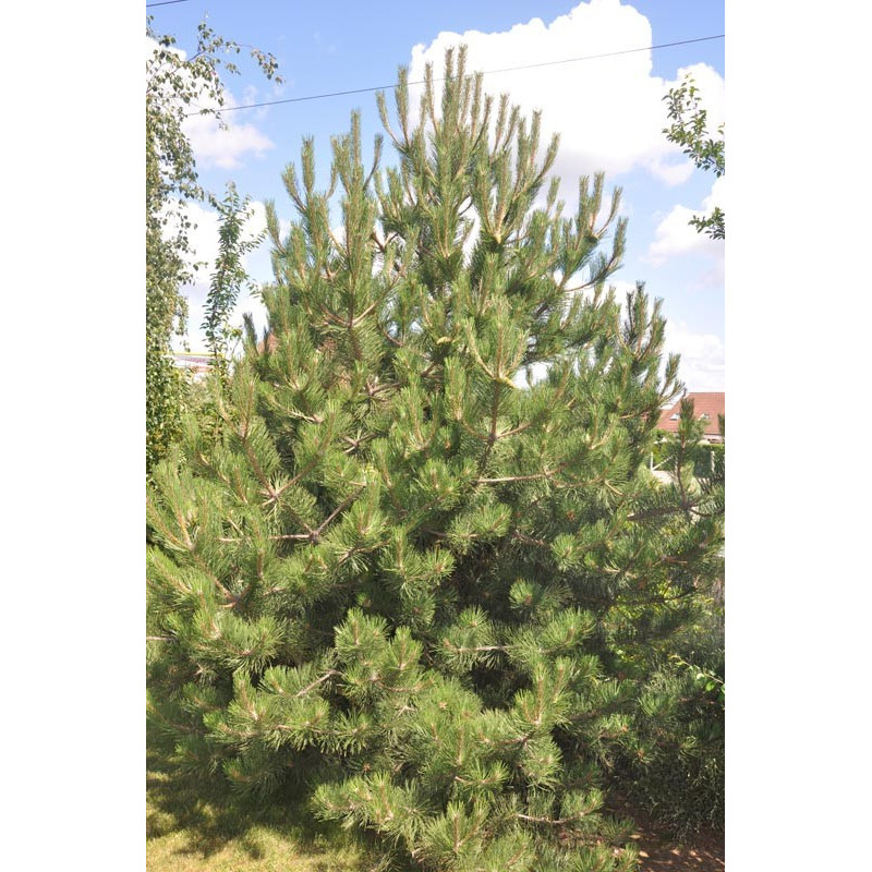 Pinus nigra austriaca (pin noir d'Autriche)