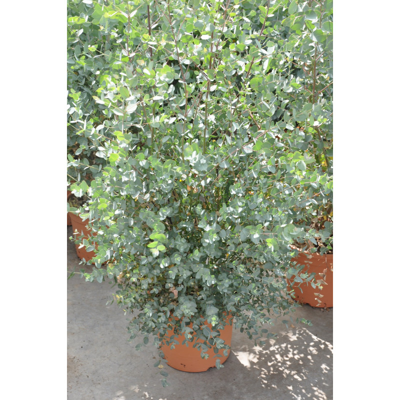 Eucalyptus Gunnii 60cm, Livraison plantes d'extérieur