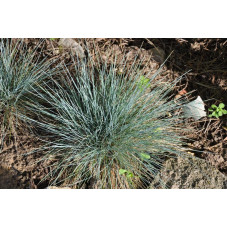 Festuca glauca (fétuque bleue)      (Gr)