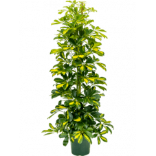 Schefflera gold capella 150 cm