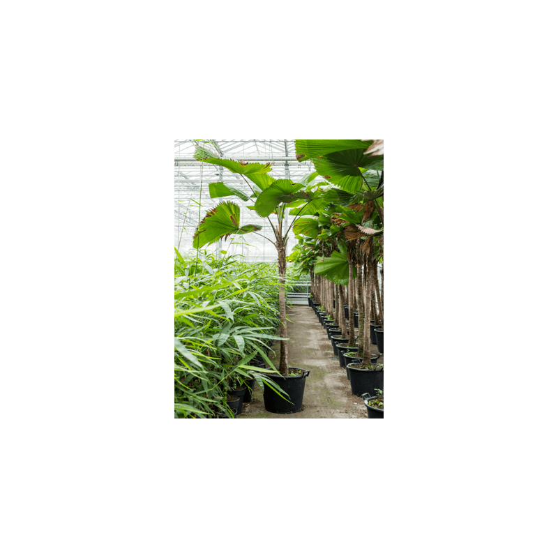 licuala grandis - Palmier cuillère - 1 tige - hauteur 300 cm - pot diamètre 55 cm