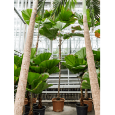 licuala grandis - Palmier cuillère - 1 tige - hauteur 400 cm - pot diamètre 50 cm