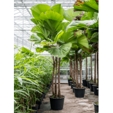 palmier cuillère - 3 tiges - hauteur 350 cm - pot diamètre 60 cm