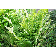 Dryopteris  ( fougère )