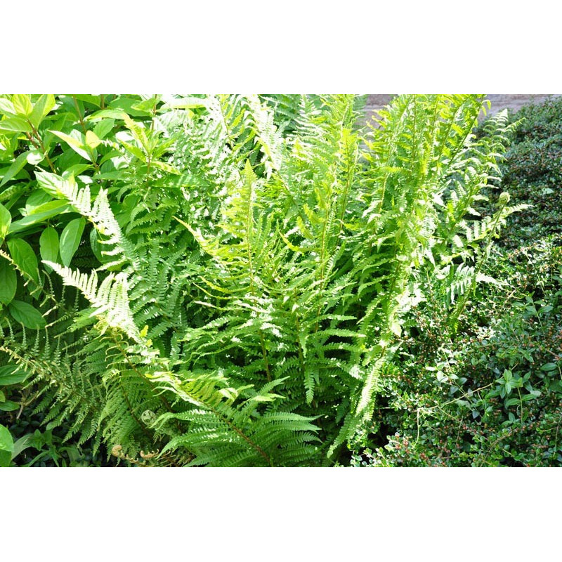 Dryopteris  ( fougère )