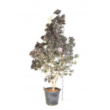 arbre à perruque à feuilles pourpres - hauteur 175/200 cm - pot de 70 litres