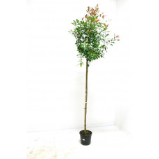 arbre tige circonférence tronc 6/+ cm - tige 170 cm + tête - (hauteur totale 250 cm) - pot de 30 litres