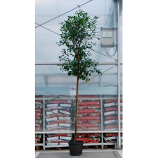 arbre tige circonférence tronc 10/+ cm - tige 190 cm + tête - (hauteur totale 320 cm) - pot de 50 litres