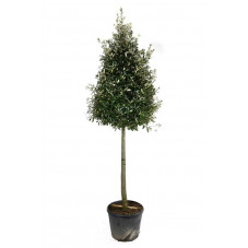 tige circonférence 20/+ cm - hauteur tronc 210 cm + tête 160/170 cm - pot de 130 litres