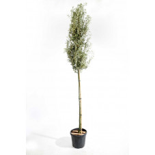 tige circonférence 12/+ cm - hauteur tronc 200 cm + tête 100/120 cm - pot de 50 litres