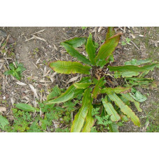 asplenium scolopendrium (langue de cerf) (fougère)