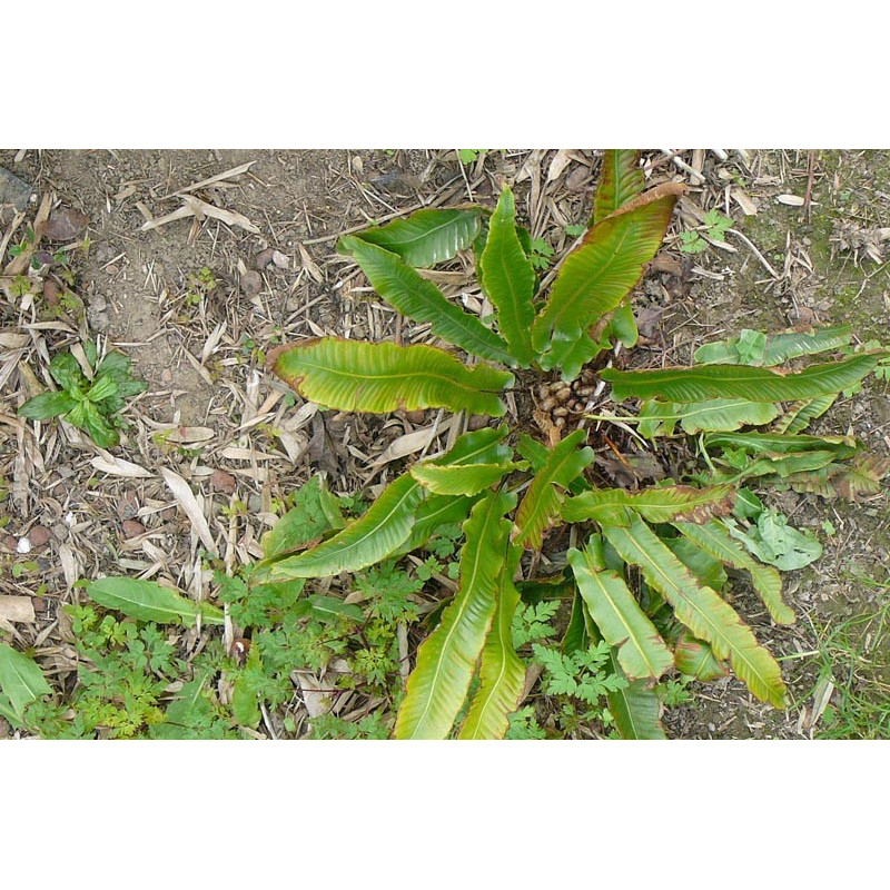 asplenium scolopendrium (langue de cerf) (fougère)