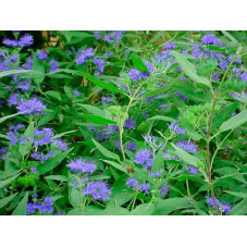 fleurs du caryoptéris haevenly blue en été
