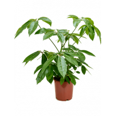 schefflera amate 90 cm