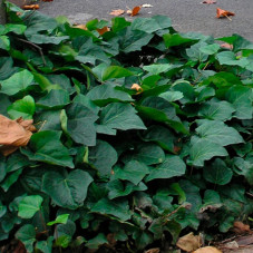 hedera algerian bellecour