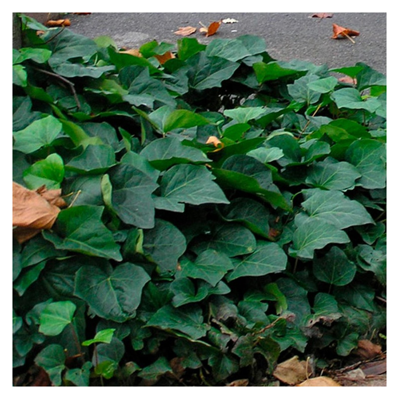 hedera algerian bellecour