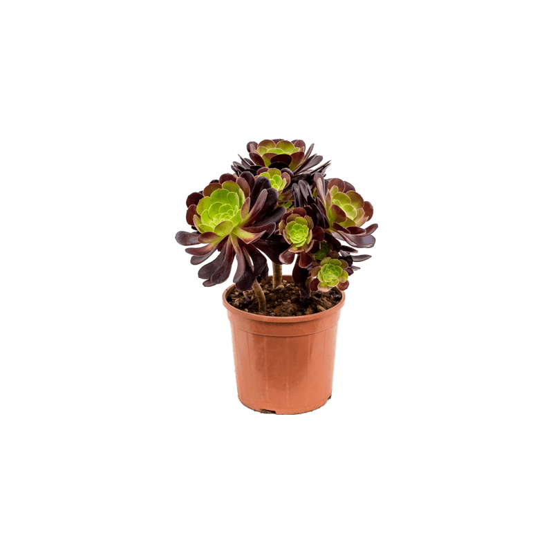 aeonium pourpre