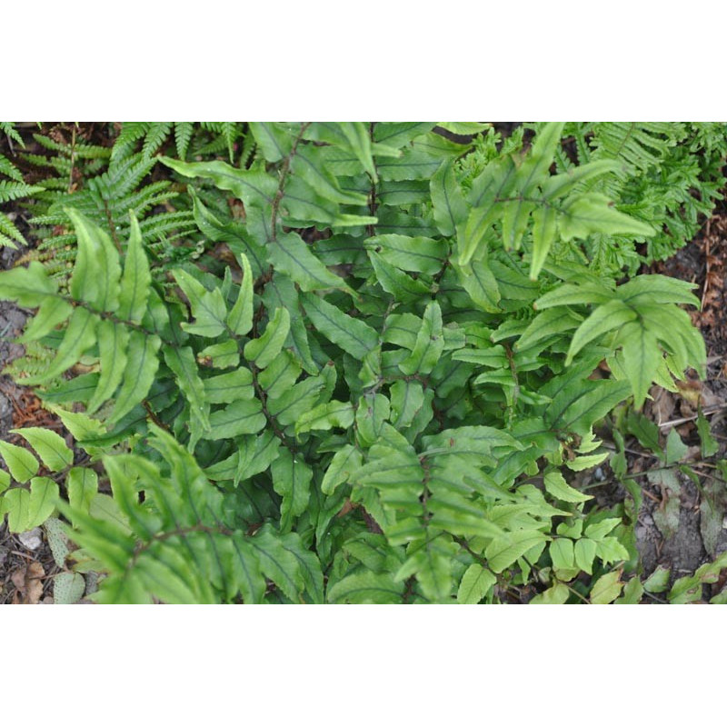 Cyrtomium falcatum (fougère ) Cyrtomium falcatum (fougère )