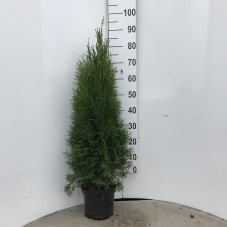thuya occidentalis émeraude - hauteur 80/100 cm