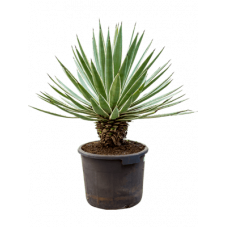 agave angustifolia 90 cm