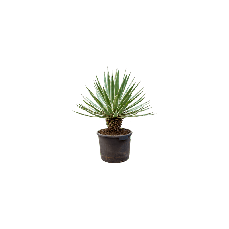agave angustifolia 90 cm