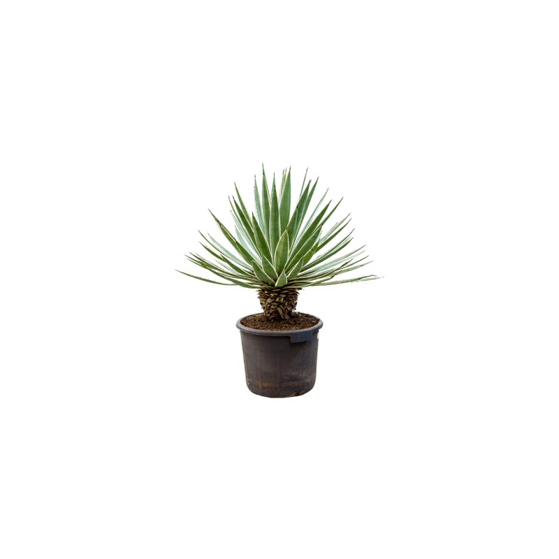 agave angustifolia 90 cm agave angustifolia 90 cm