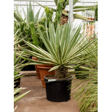 agave angustifolia 105 cm