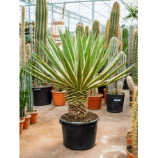 agave angustifolia 115 cm