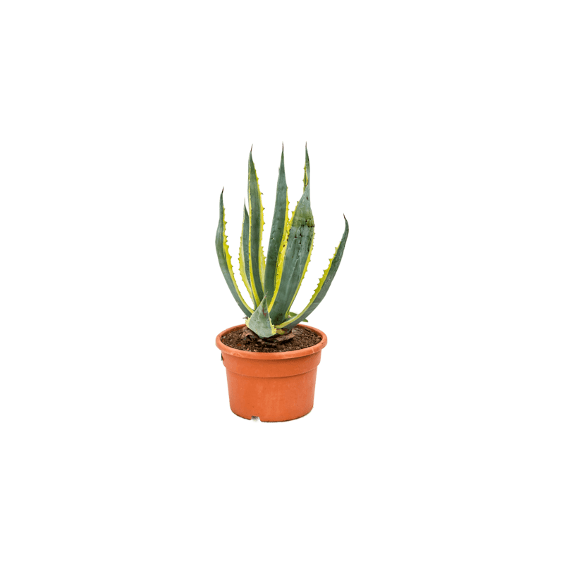 agave americana variegata 70 cm - pot diamètre 27 cm agave americana variegata 70 cm - pot diamètre 27 cm