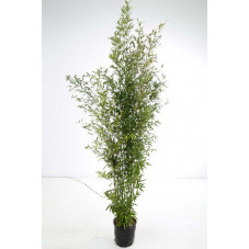 phyllostachys nigra - bambou noir 175-200 cm - pot de 12 litres