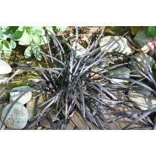 Ophiopogon         ( Gr )