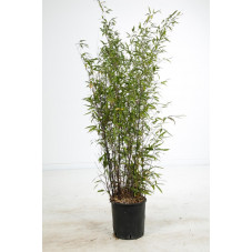 Phyllostachys nigra - bambou noir 200/225 cm - pot de 18 litres