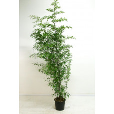 Phyllostachys nigra - bambou noir 250 cm - pot de 30 litres