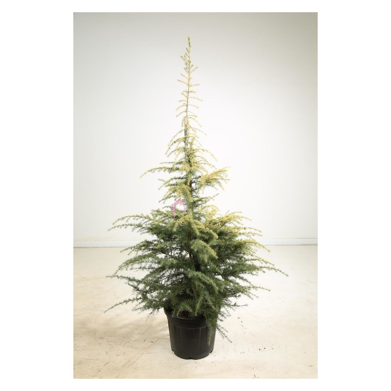 cèdre de l'Himalaya doré 175/200 cm cèdre de l'Himalaya doré 175/200 cm
