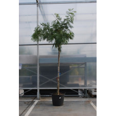 arbre à soie - albizia - tronc 20/25 cm - pot de 90 litres - hauteur 400 cm