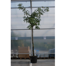 arbre à soie tronc 25/30 cm - pot de 110 litres - hauteur 450/500 cm