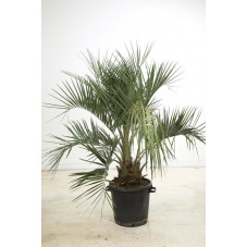 butia - palmier abricot 200/220 cm - pot de 90 litres