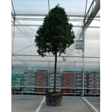 photinia fraseri tige 25/30 cm - 450/475 cm - pot de 375 litres